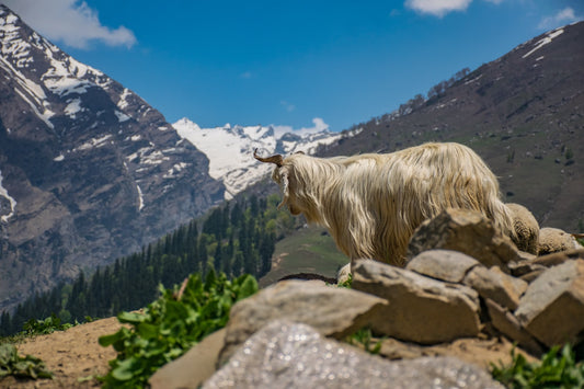 The History and Origins of Cashmere Goats